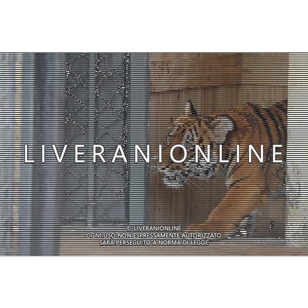 (110514) -- SUZHOU, May 14, 2011 () -- Photo taken on May 14, 2011, shows a young female South China tiger in a breeding base in Suzhou City, east China\'s Jiangsu Province, May 14, 2011. The young female South China tiger, an endangered tiger species, which was born on Sept. 6, 2010, was the second viable baby South China tiger in the past five years at the Suzhou base. (/Hang Xingwei) (llp) ©photoshot/ALDO LIVERANI SAS - ITALY ONLY - Una giovane femmina di tigre, una specie in via di estinzione, in un allevamento nella citta\' di Suzhou, a est della Cina nella provincia del Jiangsu, 14 maggio 2011.