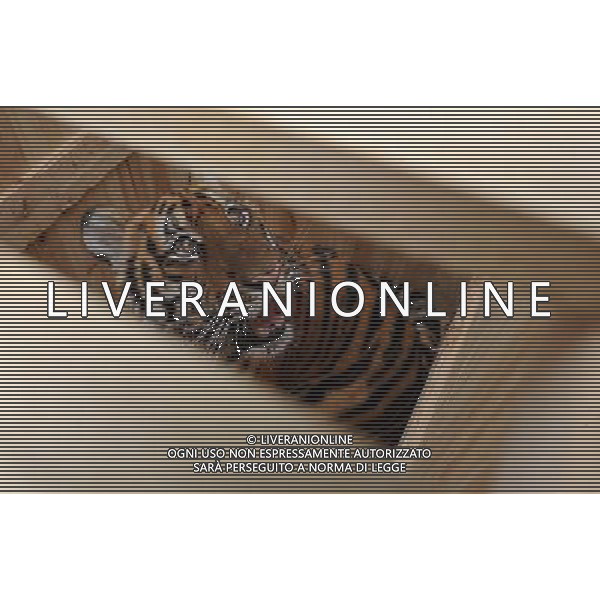 (110514) -- SUZHOU, May 14, 2011 () -- Photo taken on May 14, 2011, shows a young female South China tiger in a breeding base in Suzhou City, east China\'s Jiangsu Province, May 14, 2011. The young female South China tiger, an endangered tiger species, which was born on Sept. 6, 2010, was the second viable baby South China tiger in the past five years at the Suzhou base. (/Hang Xingwei) (llp) ©photoshot/ALDO LIVERANI SAS - ITALY ONLY - Una giovane femmina di tigre, una specie in via di estinzione, in un allevamento nella citta\' di Suzhou, a est della Cina nella provincia del Jiangsu, 14 maggio 2011.