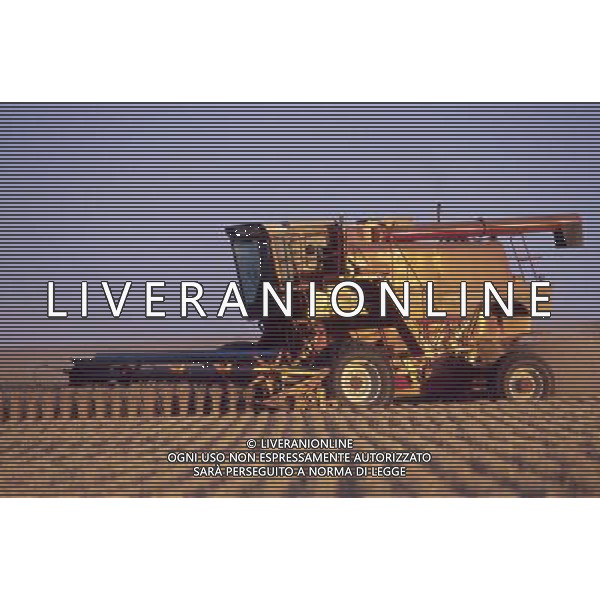 NELLA FOTO AGRICOLTURA VARIA MIETITURA AGENZIA ALDO LIVERANI IFC