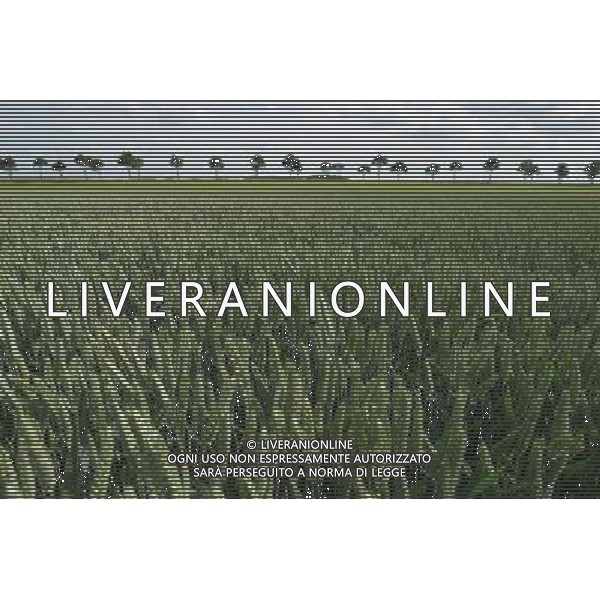 NELLA FOTO AGRICOLTURA VARIA AGENZIA ALDO LIVERANI IFC