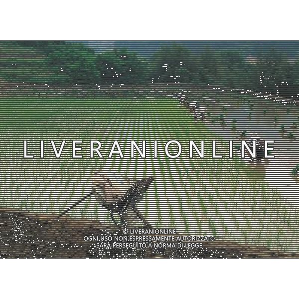 NELLA FOTO AGRICOLTURA VARIA AGENZIA ALDO LIVERANI IFC