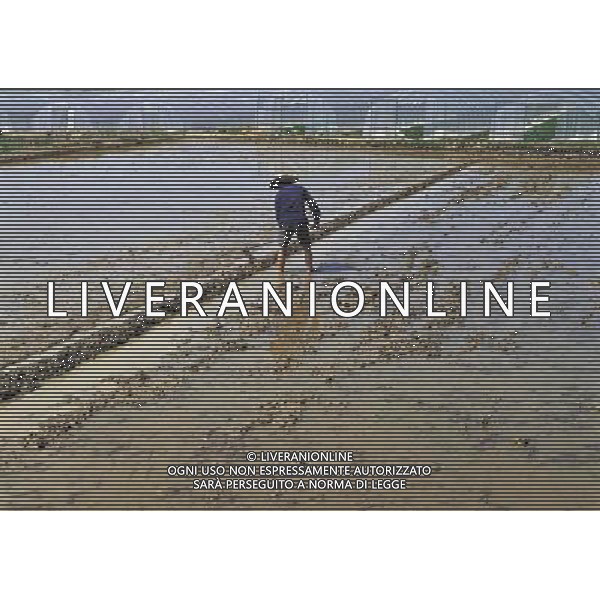 NELLA FOTO AGRICOLTURA VARIA AGENZIA ALDO LIVERANI IFC