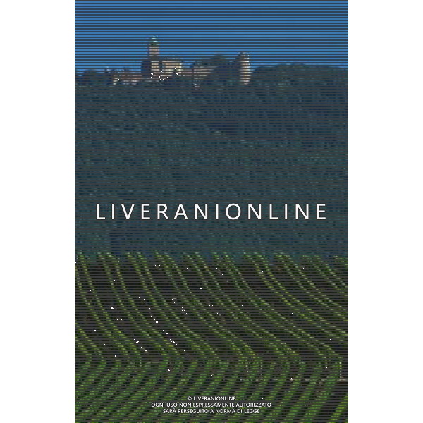 NELLA FOTO AGRICOLTURA VARIA AGENZIA ALDO LIVERANI IFC