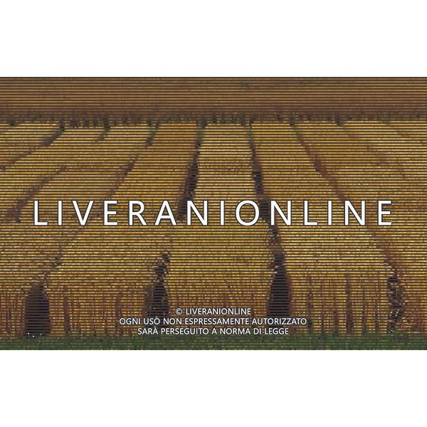 NELLA FOTO AGRICOLTURA VARIA AGENZIA ALDO LIVERANI IFC