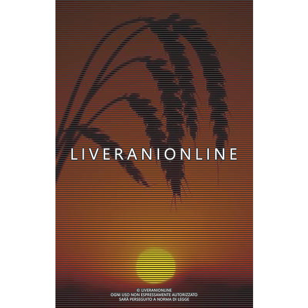 NELLA FOTO AGRICOLTURA VARIA GRANOTURCO AGENZIA ALDO LIVERANI IFC