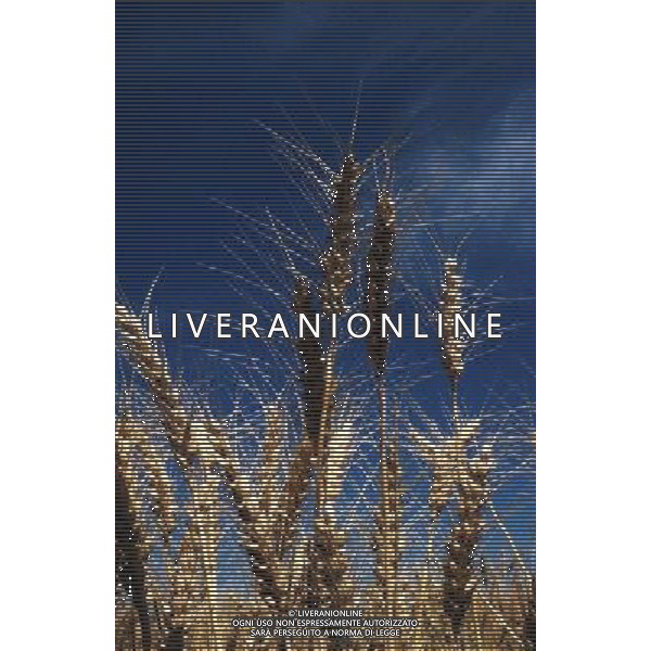 NELLA FOTO AGRICOLTURA VARIA MIETITURA GRANOTURCO AGENZIA ALDO LIVERANI IFC