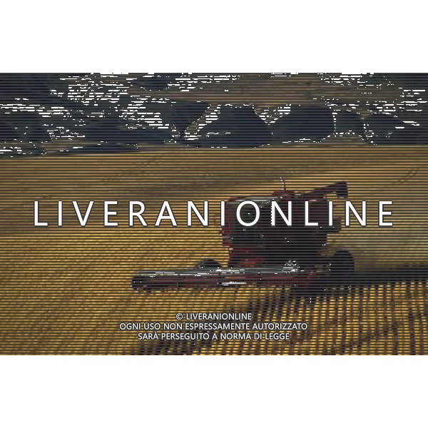NELLA FOTO AGRICOLTURA VARIA MIETITURA AGENZIA ALDO LIVERANI IFC