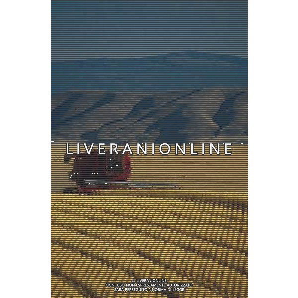 NELLA FOTO AGRICOLTURA VARIA MIETITURA AGENZIA ALDO LIVERANI IFC