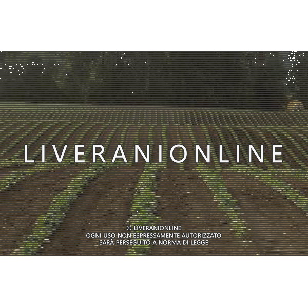 NELLA FOTO AGRICOLTURA VARIA AGENZIA ALDO LIVERANI IFC