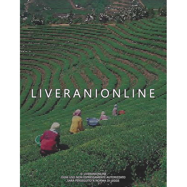 NELLA FOTO AGRICOLTURA VARIA AGENZIA ALDO LIVERANI IFC