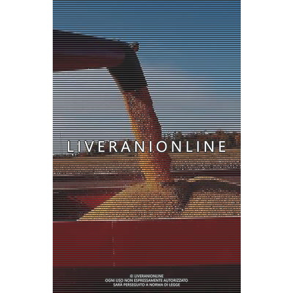 NELLA FOTO AGRICOLTURA VARIA-GRANOTURCO AGENZIA ALDO LIVERANI IFC