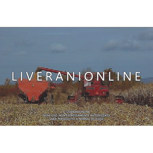 NELLA FOTO AGRICOLTURA VARIA-GRANOTURCO AGENZIA ALDO LIVERANI IFC