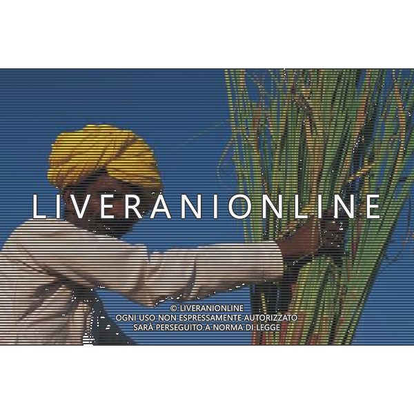 NELLA FOTO AGRICOLTURA VARIA AGENZIA ALDO LIVERANI IFC