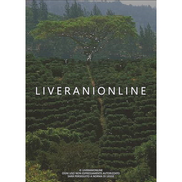 NELLA FOTO AGRICOLTURA VARIA AGENZIA ALDO LIVERANI IFC