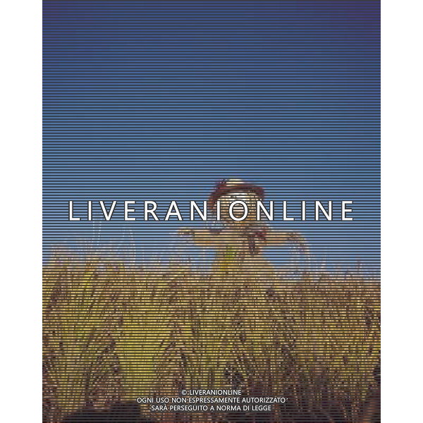 NELLA FOTO AGRICOLTURA VARIA-SPAVENTAPASSERI AGENZIA ALDO LIVERANI IFC