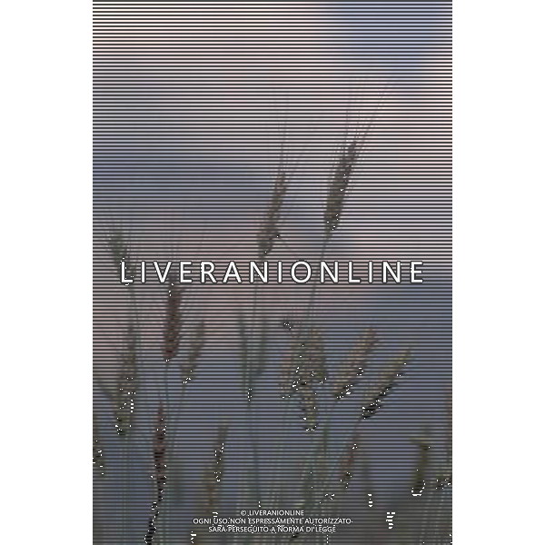 NELLA FOTO AGRICOLTURA VARIA GRANOTURCO AGENZIA ALDO LIVERANI IFC