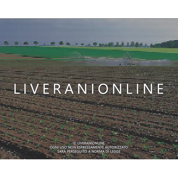 NELLA FOTO AGRICOLTURA VARIA AGENZIA ALDO LIVERANI IFC