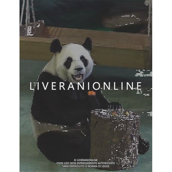 TAIPEI, 17 maggio 2011 panda gigante femmina \'Yuan Yuan\' in uno zoo di Taipei, a sud-est della Cina Taiwan, 17 maggio 2011. Yuan Yuan inviato in dono a Taiwan dal continente nel 2008 ©photoshot/ALDO LIVERANI SAS - ITALY ONLY -