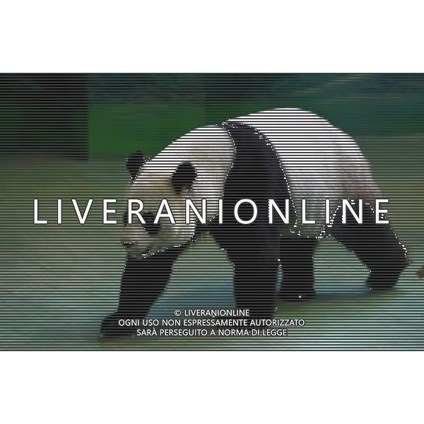 TAIPEI, 17 maggio 2011 panda gigante femmina \'Yuan Yuan\' in uno zoo di Taipei, a sud-est della Cina Taiwan, 17 maggio 2011. Yuan Yuan inviato in dono a Taiwan dal continente nel 2008 ©photoshot/ALDO LIVERANI SAS - ITALY ONLY -