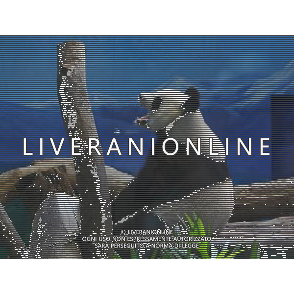 TAIPEI, 17 maggio 2011 panda gigante femmina \'Yuan Yuan\' in uno zoo di Taipei, a sud-est della Cina Taiwan, 17 maggio 2011. Yuan Yuan inviato in dono a Taiwan dal continente nel 2008 ©photoshot/ALDO LIVERANI SAS - ITALY ONLY -