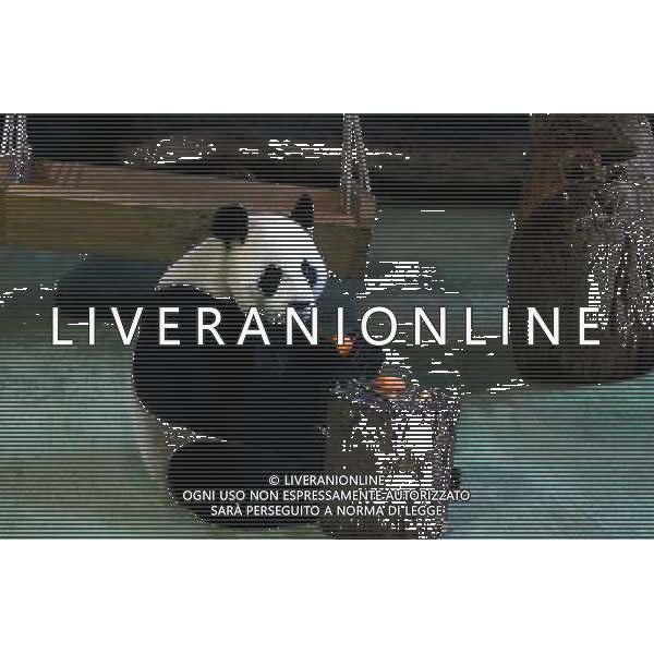 TAIPEI, 17 maggio 2011 panda gigante femmina \'Yuan Yuan\' in uno zoo di Taipei, a sud-est della Cina Taiwan, 17 maggio 2011. Yuan Yuan inviato in dono a Taiwan dal continente nel 2008 ©photoshot/ALDO LIVERANI SAS - ITALY ONLY -