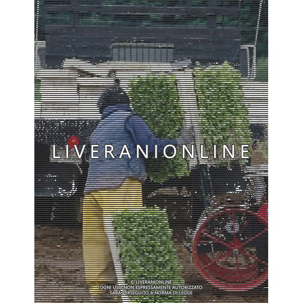 NELLA FOTO AGRICOLTURA VARIA AGENZIA ALDO LIVERANI IFC