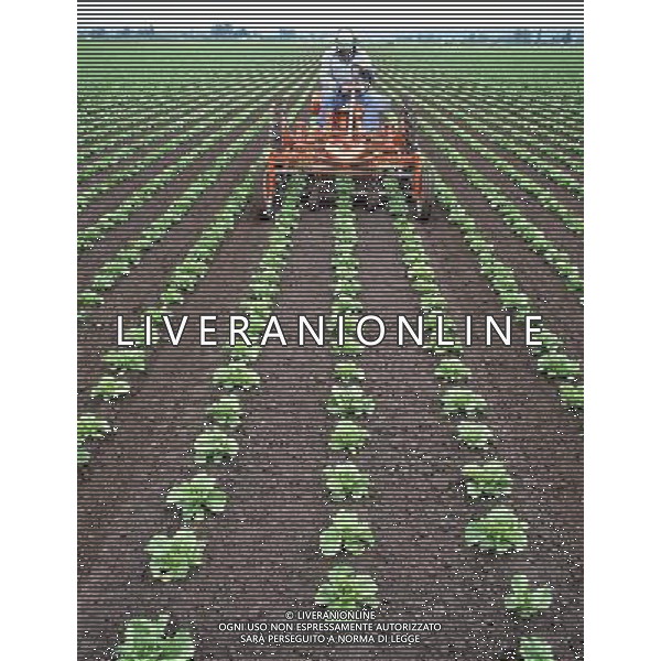 NELLA FOTO AGRICOLTURA VARIA AGENZIA ALDO LIVERANI IFC