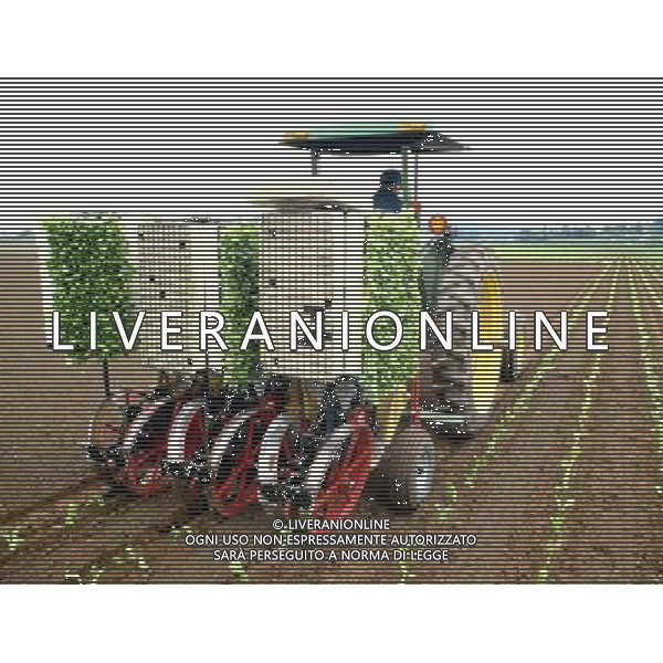 NELLA FOTO AGRICOLTURA VARIA AGENZIA ALDO LIVERANI IFC