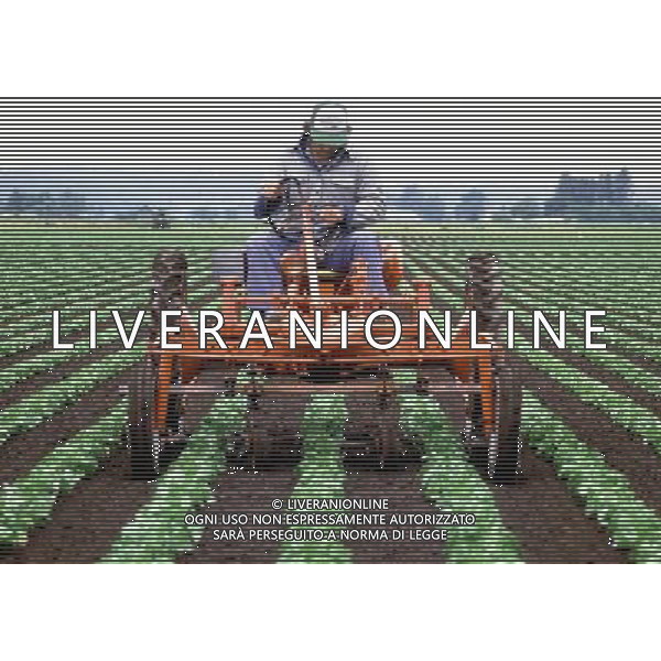 NELLA FOTO AGRICOLTURA VARIA AGENZIA ALDO LIVERANI IFC