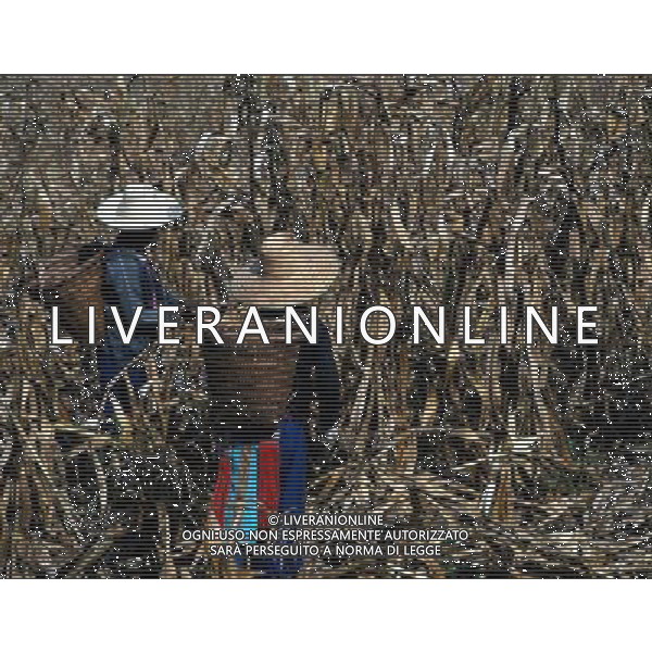 NELLA FOTO AGRICOLTURA VARIA AGENZIA ALDO LIVERANI IFC