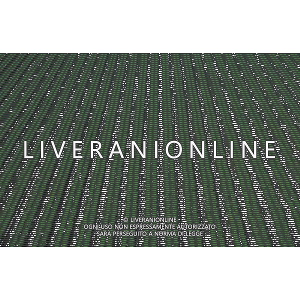 NELLA FOTO AGRICOLTURA VARIA AGENZIA ALDO LIVERANI IFC