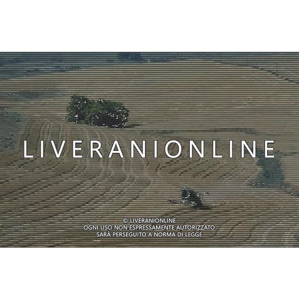 NELLA FOTO AGRICOLTURA VARIA AGENZIA ALDO LIVERANI IFC