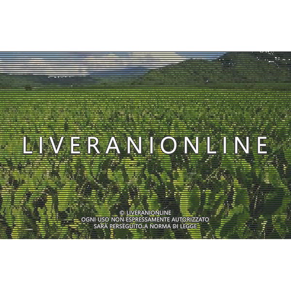 NELLA FOTO AGRICOLTURA VARIA AGENZIA ALDO LIVERANI IFC