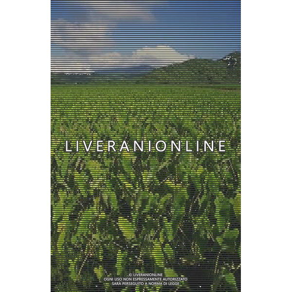 NELLA FOTO AGRICOLTURA VARIA AGENZIA ALDO LIVERANI IFC