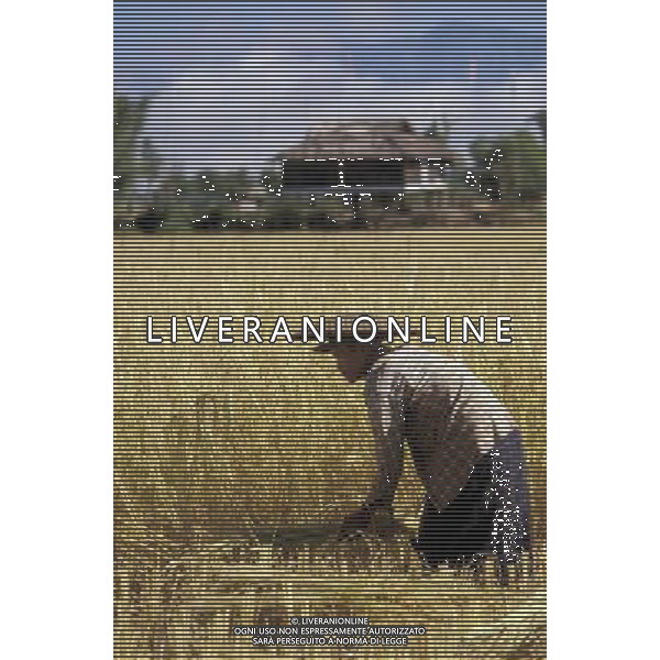 NELLA FOTO AGRICOLTURA VARIA AGENZIA ALDO LIVERANI IFC