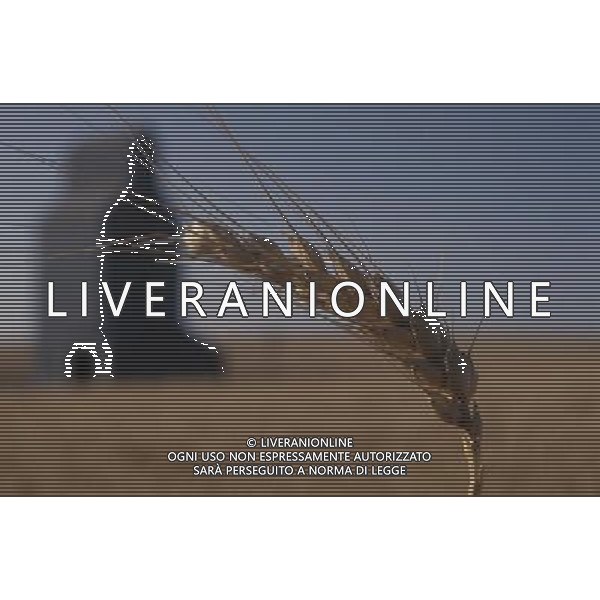 NELLA FOTO AGRICOLTURA VARIA-GRANOTURCO AGENZIA ALDO LIVERANI IFC