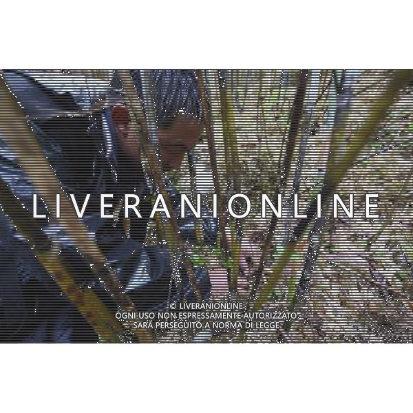 (110517) -- BEIJING, May 17, 2011 () -- Dawa, a villager of Lhoba ethnic group picks herbal medicine in a bamboo forest on a mountain in Qionglin Village of Nanyi Lhoba Ethnic Township, in Mainling County of southwest China\'s Tibet Autonomous Region (TAR), May 12, 2011. Located at the foot of snow-peaked mountains near the south border between China and India, the Nanyi Township of Qionglin Village, a tranquil and picturesque place, is inhabited by people of Lhoba ethnic group. With a total of 2900 people, Lhoba ethnic group is the smallest among China\'s 56 ethnic groups in term of population. The family of forty-six-year-old Ma Ya is one of the 30 Lhoba households in the village. They live in a two-storeyed house with many modern devices like television, washing machine, refrigerator, etc. In 2008, his family opened a household inn when Qionglin Village set up a scenic area. Their family inn soon went popular among tourists, and earned them about 6,000 yuan (922 U. S. dollars) per month at the tourism peak season from June to October. Yet just 50 years ago, before Ma Ya\'s birth, his father and grandfather still lived in the wood, depending mainly on hunting with bows and arrows, in the very form of a primitive society. As few knew their existence in the wildest nature, they were dubbed as \'the tribe of mystery\'. In the 1960s, after the peaceful liberation of Tibet, Ma Ya\'s father and some other Lhoba people moved out of the wood and settled on a land offered by the local government. By 1985, all the Lhoba people of the village have moved into free dwelling houses and started to breed livestock provided by the government, thus marking the brand-new start of their modern life. Instead of hunting and logging, their previous livelihood, local villagers of Lhoba now earn their living on stockbreeding, bamboo weaving, herbal medicine picking, and tourism. Under the benefits of many national policies preferential for minority groups, the annual income per Situato ai piedi delle montagne innevate, vicino al confine meridionale tra la Cina e l\'India, il Comune di Nanyi Qionglin Village, un luogo pittoresco e tranquillo, abitato da persone del gruppo etnico Lhoba. Con un totale di 2900 persone, il gruppo etnico Lhoba  il pi piccolo dei 56 gruppi etnici in termini di popolazione in Cina Etnie - Vita - Rurali - AG. ALDO LIVERANI SAS ITALY ONLY *** Local Caption *** .