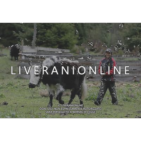 (110517) -- BEIJING, May 17, 2011 () -- A kid herds a cow at a pasture in Qionglin Village of Nanyi Lhoba Ethnic Township, in Mainling County of southwest China\'s Tibet Autonomous Region (TAR), May 11, 2011. Located at the foot of snow-peaked mountains near the south border between China and India, the Nanyi Township of Qionglin Village, a tranquil and picturesque place, is inhabited by people of Lhoba ethnic group. With a total of 2900 people, Lhoba ethnic group is the smallest among China\'s 56 ethnic groups in term of population. The family of forty-six-year-old Ma Ya is one of the 30 Lhoba households in the village. They live in a two-storeyed house with many modern devices like television, washing machine, refrigerator, etc. In 2008, his family opened a household inn when Qionglin Village set up a scenic area. Their family inn soon went popular among tourists, and earned them about 6,000 yuan (922 U. S. dollars) per month at the tourism peak season from June to October. Yet just 50 years ago, before Ma Ya\'s birth, his father and grandfather still lived in the wood, depending mainly on hunting with bows and arrows, in the very form of a primitive society. As few knew their existence in the wildest nature, they were dubbed as \'the tribe of mystery\'. In the 1960s, after the peaceful liberation of Tibet, Ma Ya\'s father and some other Lhoba people moved out of the wood and settled on a land offered by the local government. By 1985, all the Lhoba people of the village have moved into free dwelling houses and started to breed livestock provided by the government, thus marking the brand-new start of their modern life. Instead of hunting and logging, their previous livelihood, local villagers of Lhoba now earn their living on stockbreeding, bamboo weaving, herbal medicine picking, and tourism. Under the benefits of many national policies preferential for minority groups, the annual income per capita of Nanyi Township reached 5760 yuan (885 U.S. dollars) i Situato ai piedi delle montagne innevate, vicino al confine meridionale tra la Cina e l\'India, il Comune di Nanyi Qionglin Village, un luogo pittoresco e tranquillo, abitato da persone del gruppo etnico Lhoba. Con un totale di 2900 persone, il gruppo etnico Lhoba  il pi piccolo dei 56 gruppi etnici in termini di popolazione in Cina Etnie - Vita - Rurali - AG. ALDO LIVERANI SAS ITALY ONLY *** Local Caption *** .