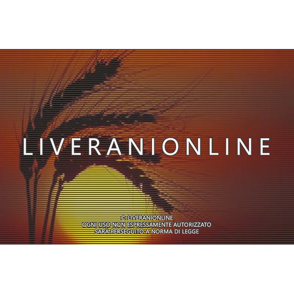 NELLA FOTO AGRICOLTURA VARIA-GRANOTURCO AGENZIA ALDO LIVERANI IFC