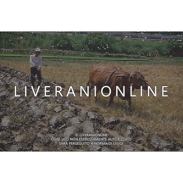 NELLA FOTO AGRICOLTURA VARIA AGENZIA ALDO LIVERANI IFC