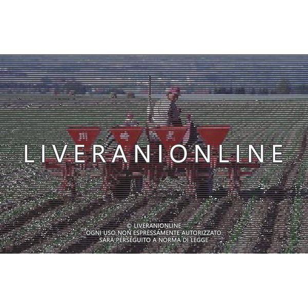 NELLA FOTO AGRICOLTURA VARIA-ARARE CAMPO AGENZIA ALDO LIVERANI IFC