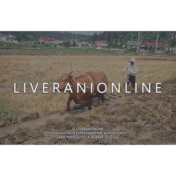 NELLA FOTO AGRICOLTURA VARIA ARARE AGENZIA ALDO LIVERANI IFC