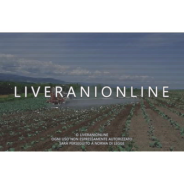 NELLA FOTO AGRICOLTURA VARIA AGENZIA ALDO LIVERANI IFC