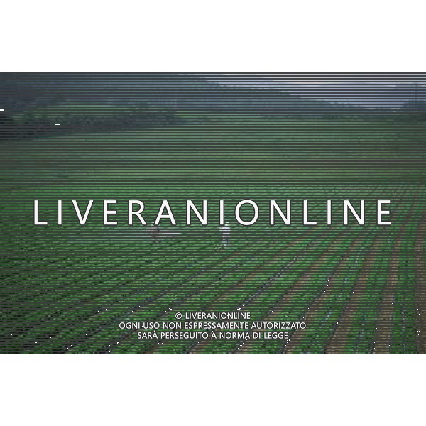 NELLA FOTO AGRICOLTURA VARIA AGENZIA ALDO LIVERANI IFC