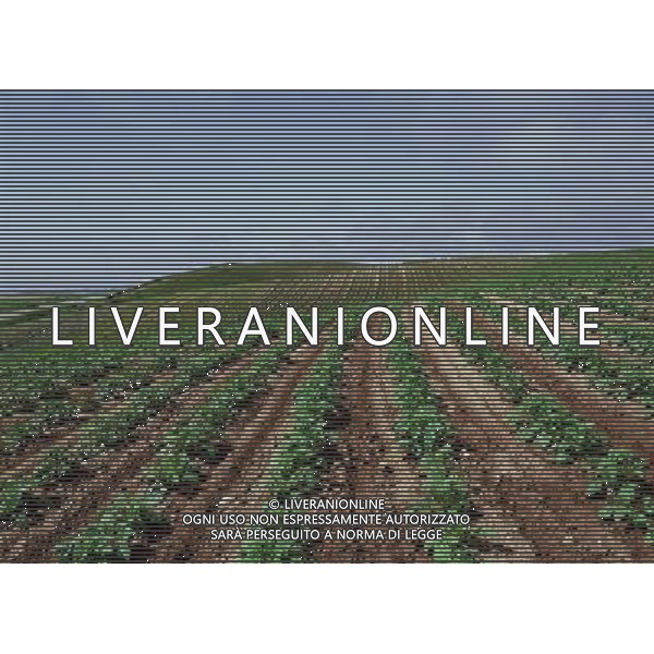NELLA FOTO AGRICOLTURA VARIA AGENZIA ALDO LIVERANI