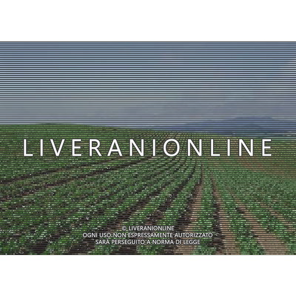 NELLA FOTO AGRICOLTURA VARIA AGENZIA ALDO LIVERANI IFC