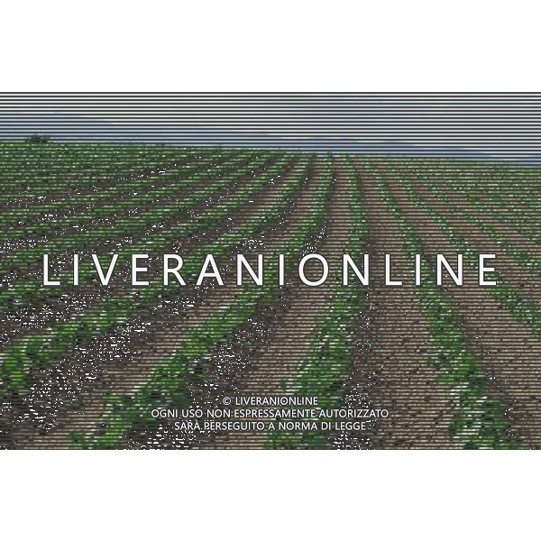 NELLA FOTO AGRICOLTURA VARIA AGENZIA ALDO LIVERANI IFC