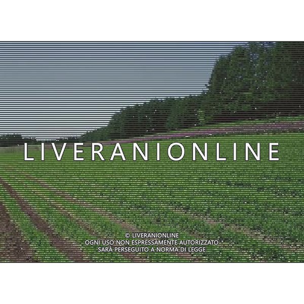 NELLA FOTO AGRICOLTURA VARIA AGENZIA ALDO LIVERANI IFC
