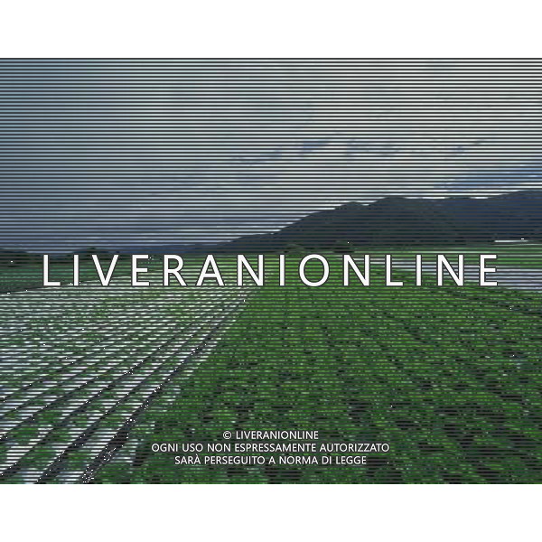 NELLA FOTO AGRICOLTURA VARIA AGENZIA ALDO LIVERANI IFC