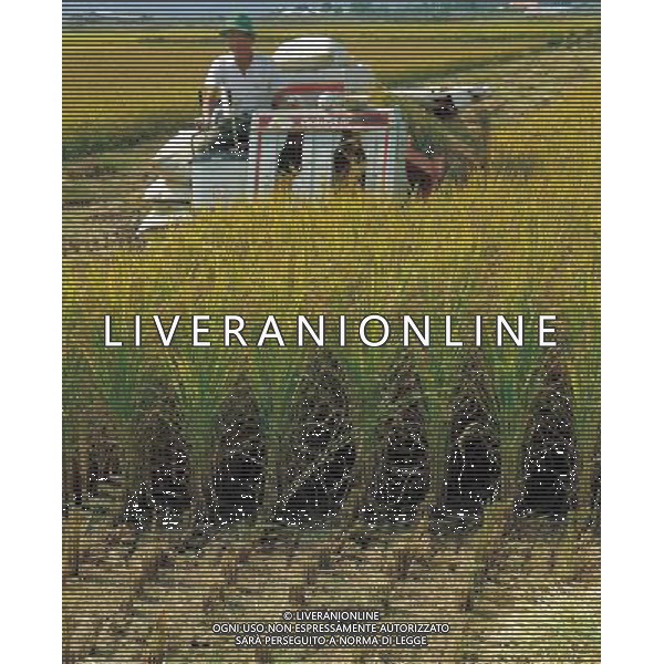 NELLA FOTO AGRICOLTURA VARIA- MIETITURA AGENZIA ALDO LIVERANI IFC
